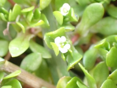 Montia fontana, photographed by John Lyden