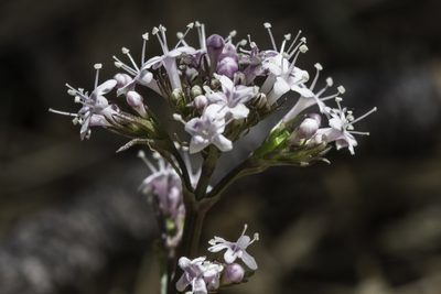 Valeriana arizonica, photographed by Craig Martin