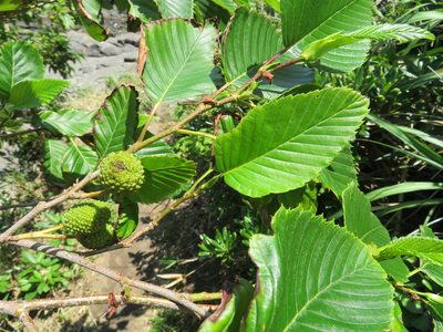 Alnus sieboldiana, photographed by Marco Mussita