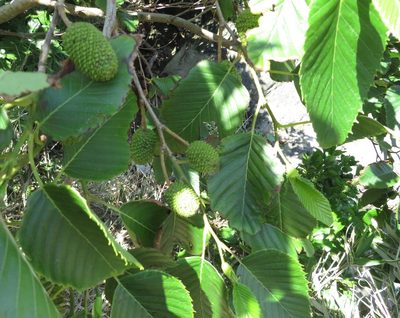 Alnus sieboldiana, photographed by Marco Mussita