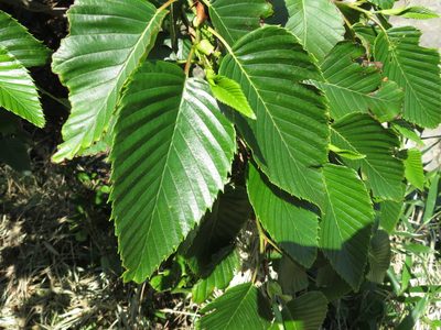 Alnus sieboldiana, photographed by Marco Mussita