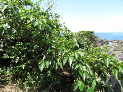 Alnus sieboldiana, photographed by Marco Mussita