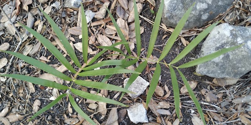 Zamia loddigesii, photographed by Tereso Hernández Morales