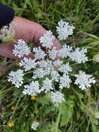 Daucus muricatus, photographed by Ivo Rosa