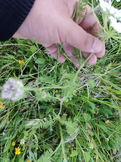Daucus muricatus, photographed by Ivo Rosa
