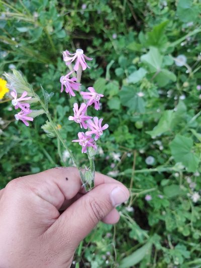 Silene bellidifolia, photographed by Ivo Rosa