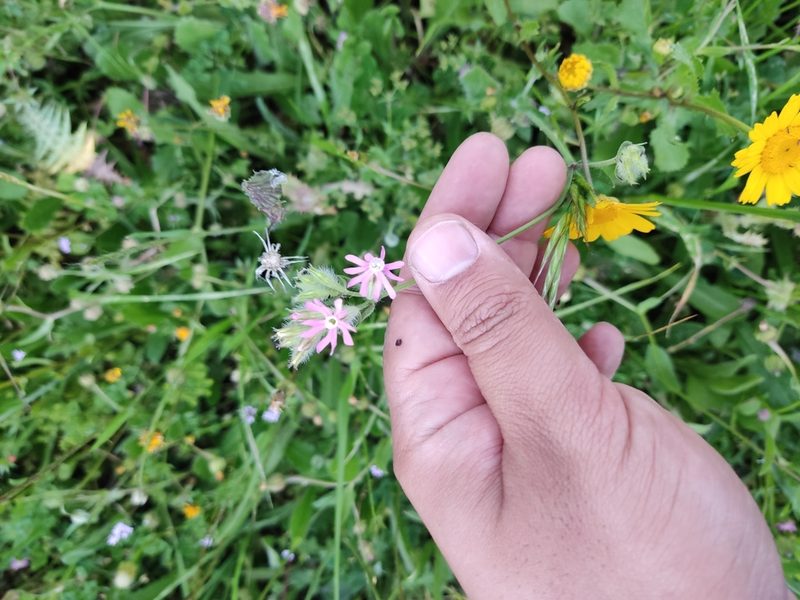 Silene bellidifolia, photographed by Ivo Rosa