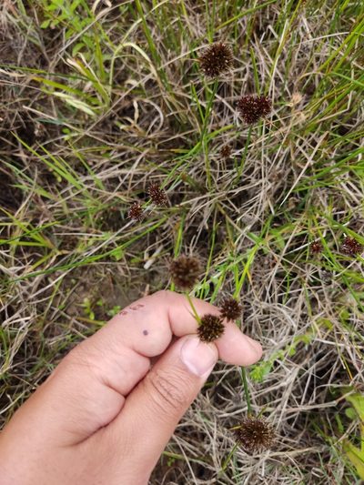 Juncus valvatus, photographed by Ivo Rosa