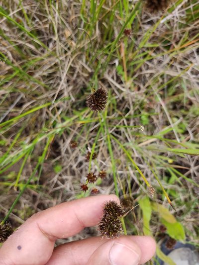 Juncus valvatus, photographed by Ivo Rosa