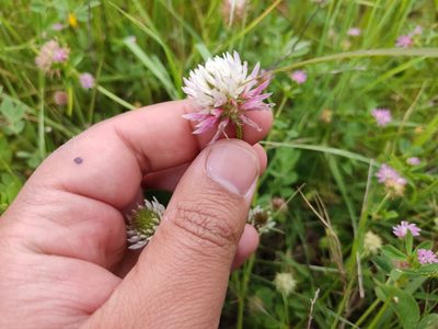 Trifolium isthmocarpum, photographed by Ivo Rosa