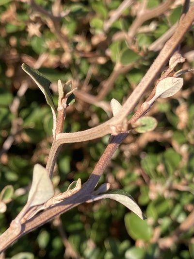 Olearia quinquevulnera, photographed by Hannah Rogers