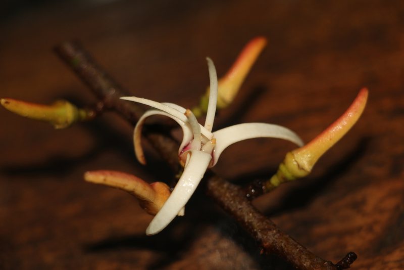 Xylopia aromatica, photographed by Andrés Ramírez-Barrera