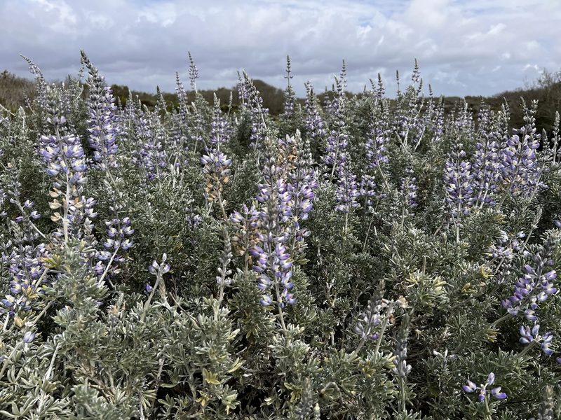 Lupinus chamissonis, photographed by Oliver Clarke