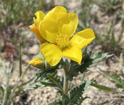 Mentzelia gracilenta, photographed by Irene