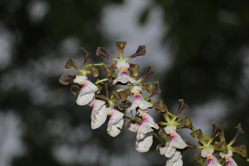 Encyclia cordigera, photographed by Andrés Ramírez-Barrera