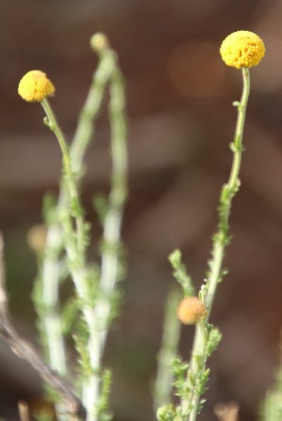 Pentzia globosa, photographed by Tony Rebelo
