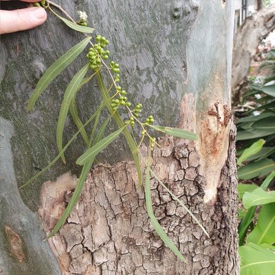 Corymbia tessellaris, photographed by ronavery