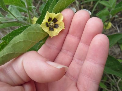 Physalis walteri, photographed by Nonbinary-Naturalist