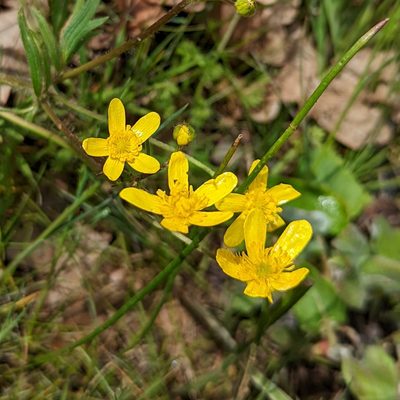 Ranunculus occidentalis, photographed by Dominic Gentilcore