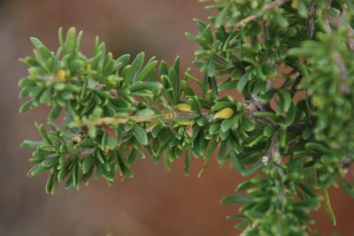 Lycium cinereum, photographed by Tony Rebelo