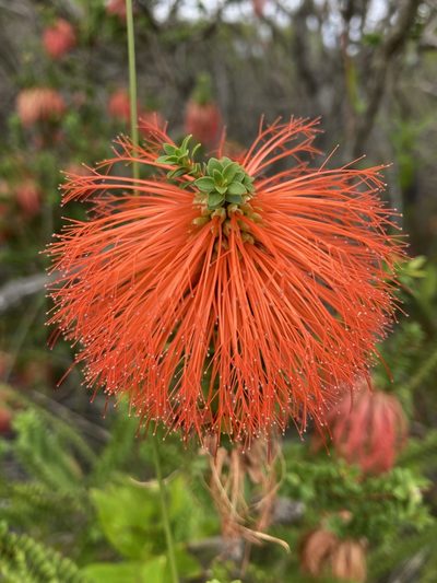 Melaleuca sparsa, photographed by pimelea