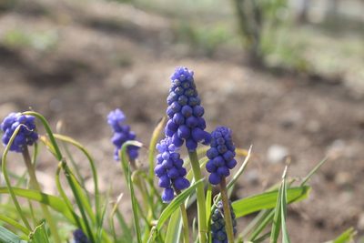 Muscari botryoides, photographed by Violet T.