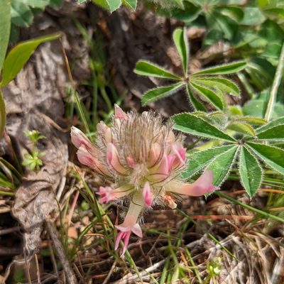 Trifolium macrocephalum, photographed by Dominic Gentilcore