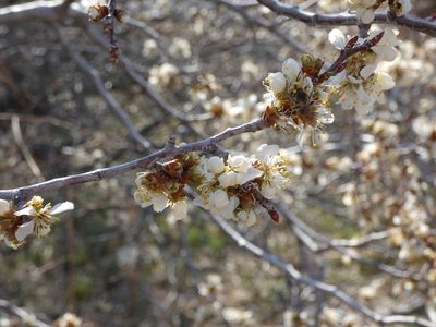 Prunus americana, photographed by Alaina Krakowiak