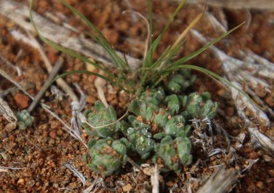 Lasiopogon muscoides, photographed by Tony Rebelo