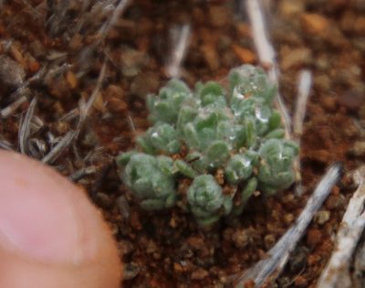 Lasiopogon muscoides, photographed by Tony Rebelo