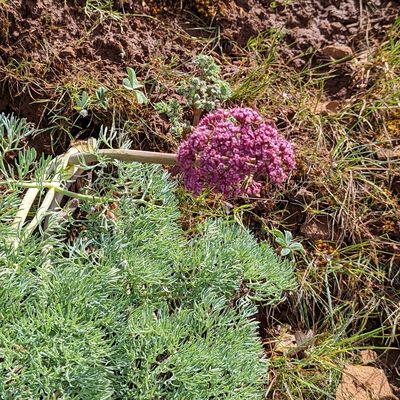 Lomatium columbianum