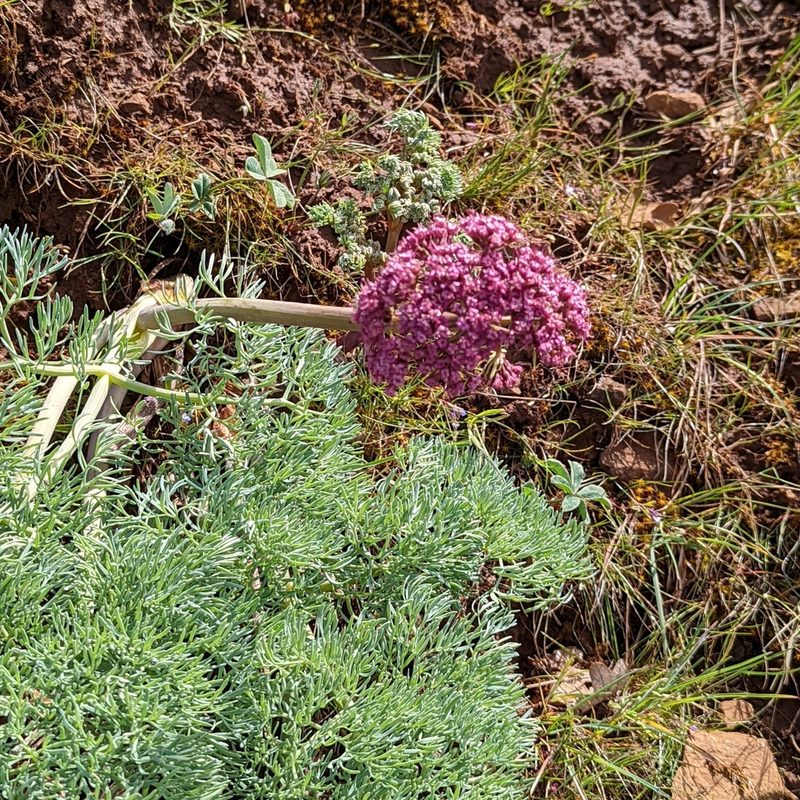 Lomatium columbianum, photographed by Dominic Gentilcore