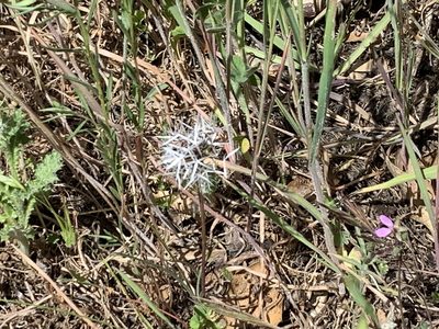 Uropappus lindleyi, photographed by Donald Lewis