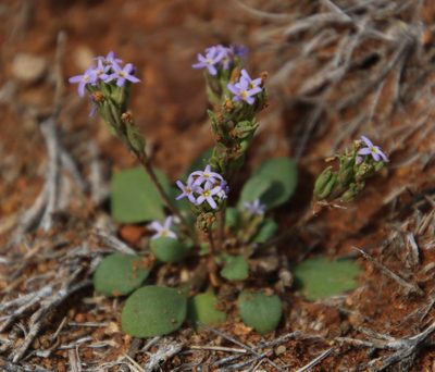 Manulea fragrans, photographed by Tony Rebelo