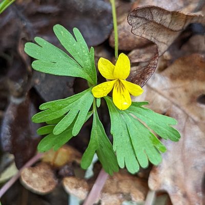 Viola sheltonii, photographed by Dominic Gentilcore