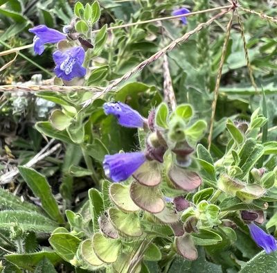 Scutellaria drummondii, photographed by Tyler Cannon