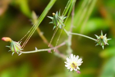 Rafinesquia californica, photographed by Michael Warner