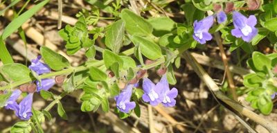 Scutellaria drummondii, photographed by saltyhiker