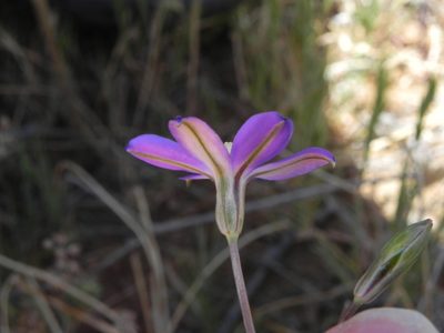 Brodiaea filifolia, photographed by James C. Davis