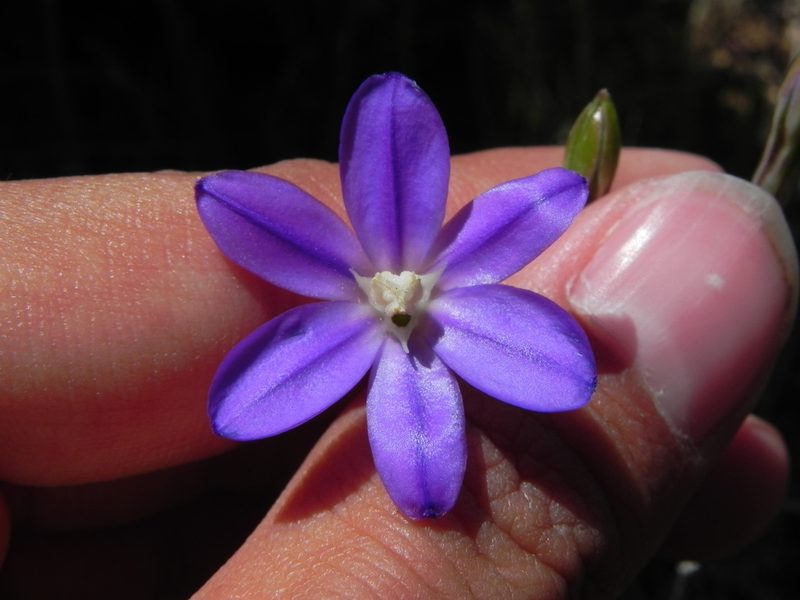 Brodiaea filifolia, photographed by James C. Davis