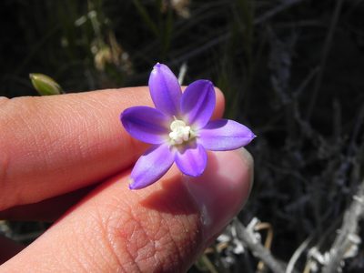 Brodiaea filifolia, photographed by James C. Davis