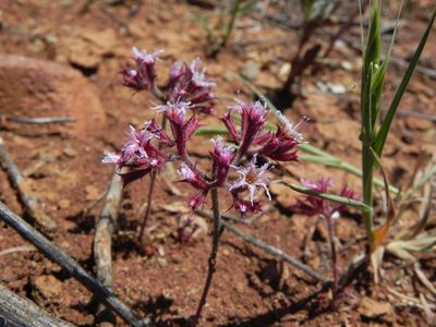 Chorizanthe fimbriata, photographed by James C. Davis