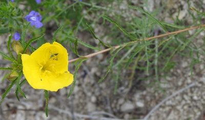 Oenothera capillifolia, photographed by saltyhiker