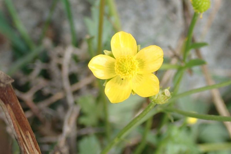 Ranunculus multifidus, photographed by Andrew Deacon