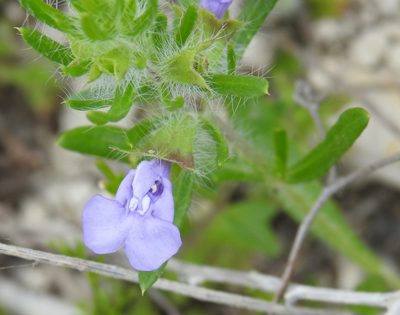 Salvia texana, photographed by saltyhiker