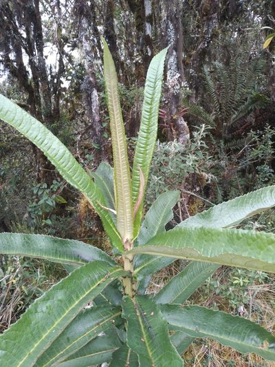 Dendrophorbium longilinguae, photographed by Alfredo F. Fuentes Claros