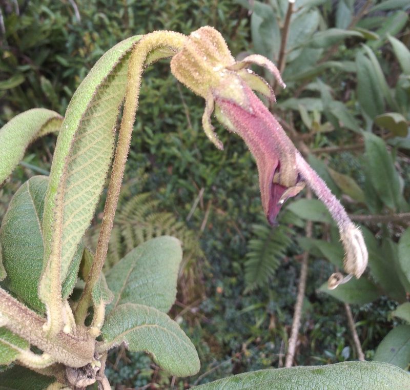 Centropogon gloriosus, photographed by Alfredo F. Fuentes Claros