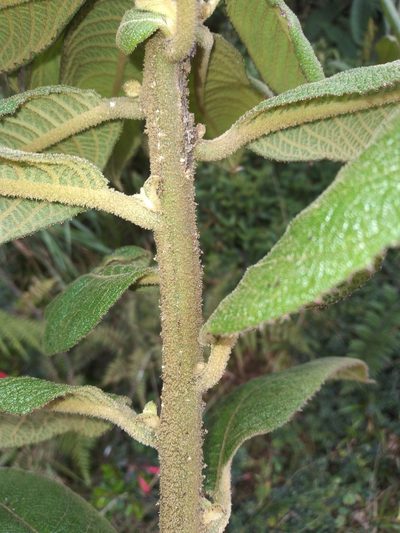 Centropogon gloriosus, photographed by Alfredo F. Fuentes Claros
