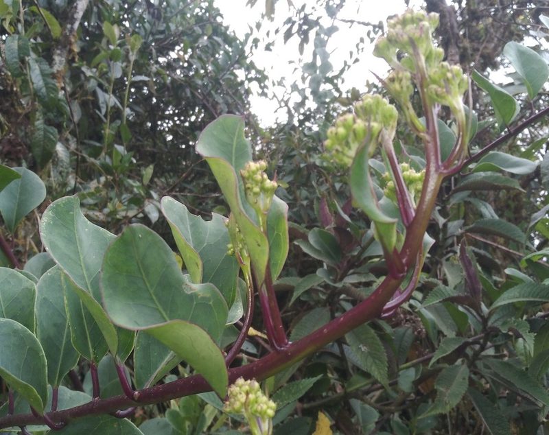 Senecio epiphyticus, photographed by Alfredo F. Fuentes Claros