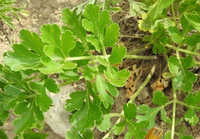 Polytaenia texana, photographed by saltyhiker